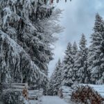 Christmas Poem - The Pine Tree Legend